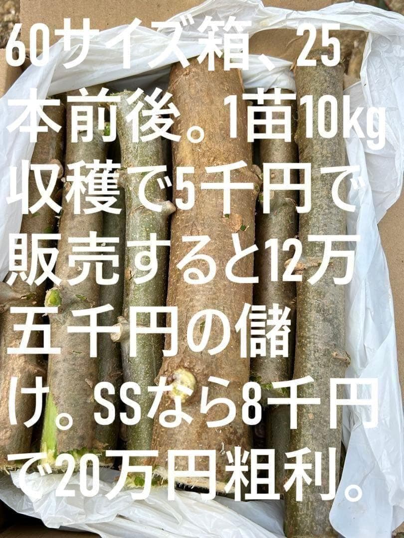 25本前後◆世界一、ゴールデン・キャッサバ＝太葉種◆挿し木枝◆60サイズ箱に満杯