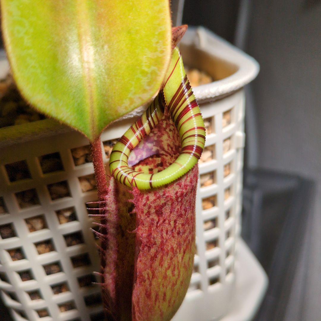 ウツボカズラ　N.交配種　ネペンテス　食虫植物