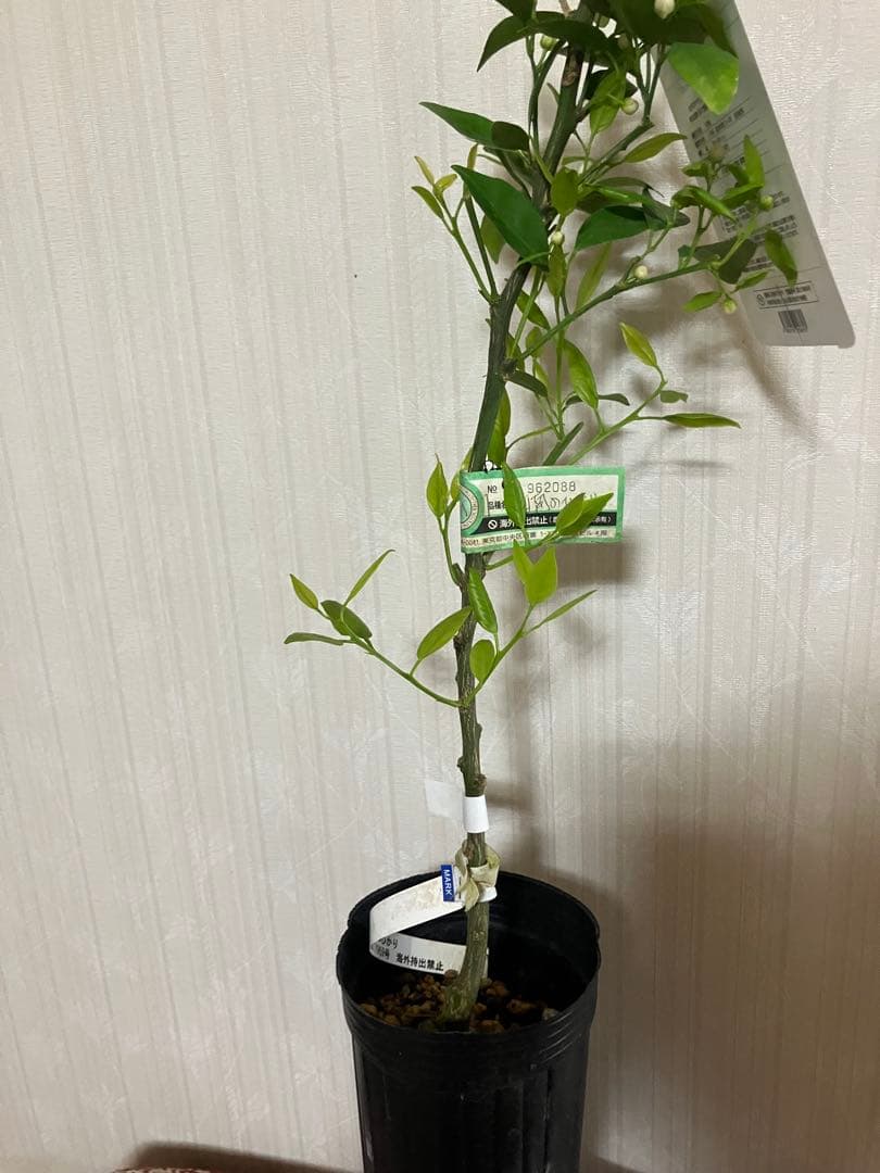 みかん苗木　西南のひかり　接木　　蕾付き