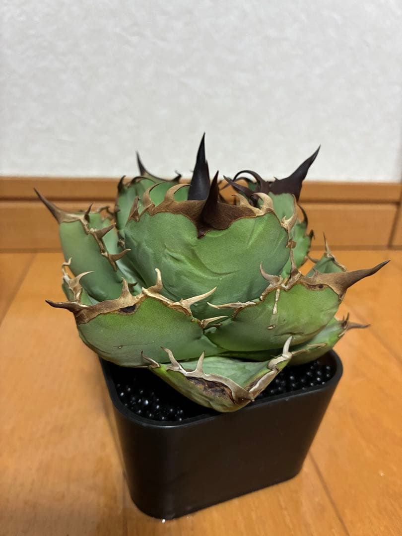 アガベ オテロイ　実生