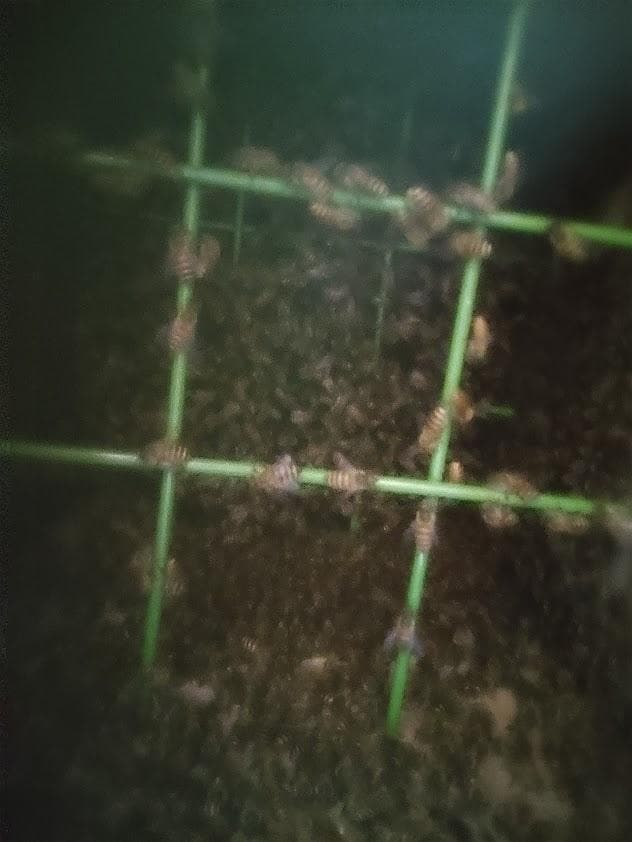 日本蜜蜂 重箱式巣箱4段 スライド底板 付巣門台座　スノコ付き