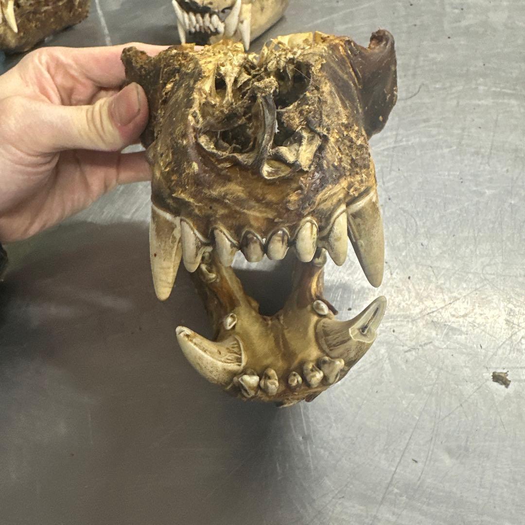 ヒグマの牙