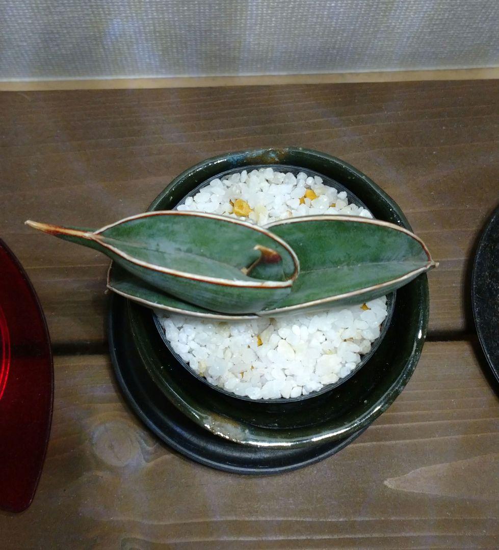 肉厚葉 美覆輪斑 サンスベリア高級品種 ロリダ