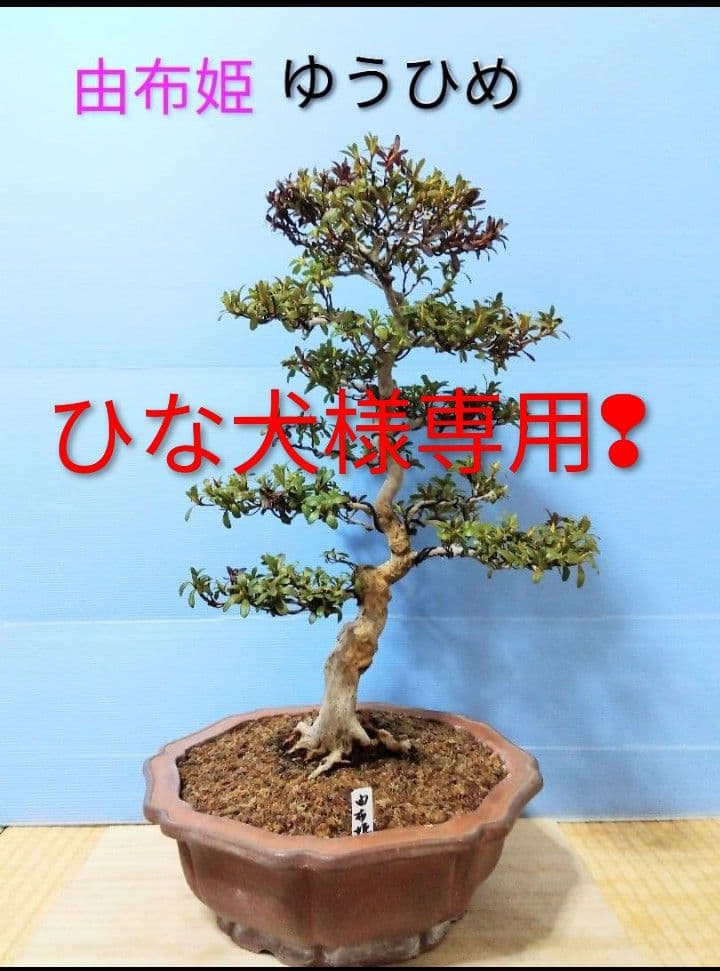 皐月盆栽　さつき盆栽　サツキ盆栽