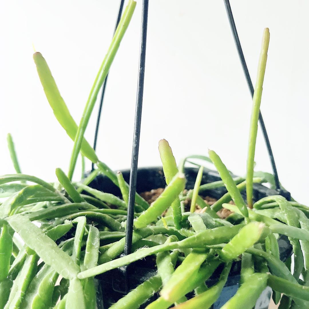 希少 リプサリス ピンクサリー 観葉植物 吊り下げ