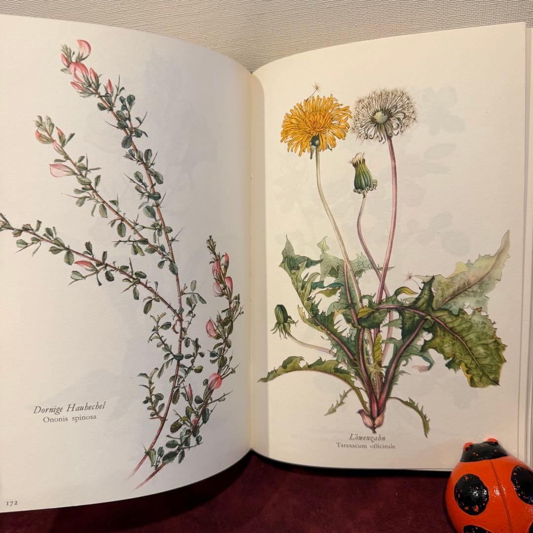 314③1980年ドイツElsa Flesko植物図鑑植物画　ジャンクジャーナル