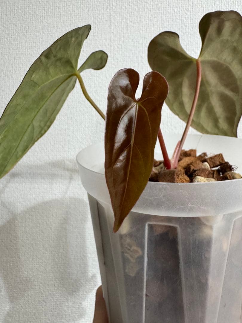Anthurium Papillilaminum var × RL 4号