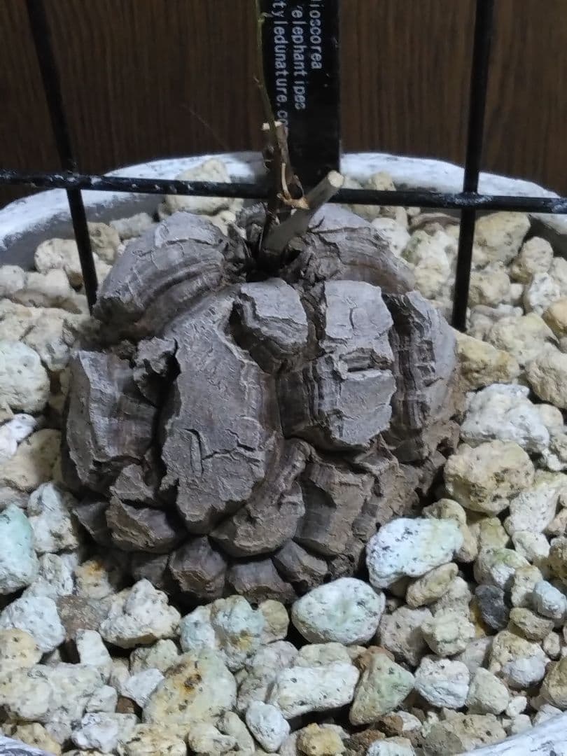 アフリカ亀甲龍　オシャレで大きな鉢付