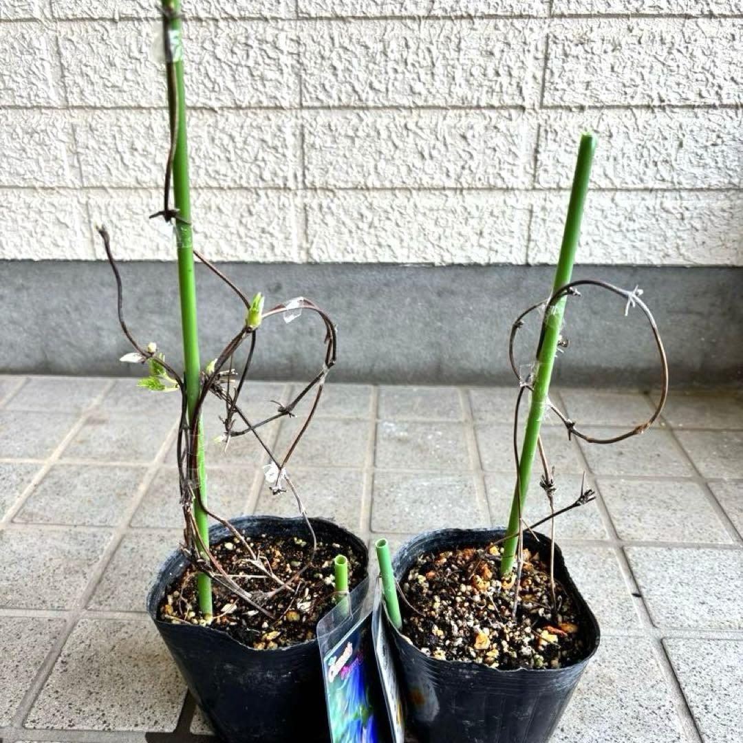マクロペタラ　ウェッセルトン　苗　オベリスク　クレマチス苗　植物