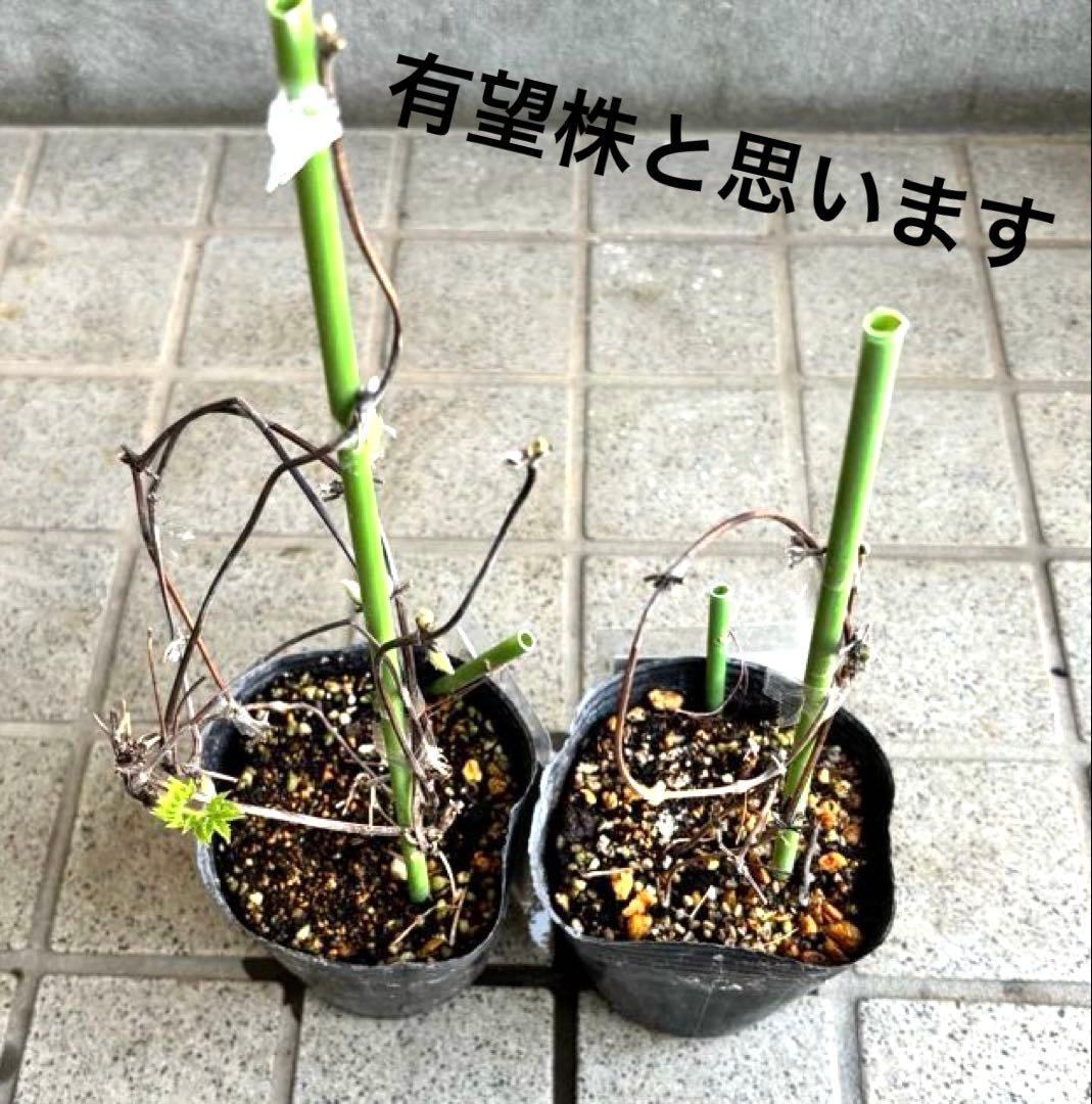 マクロペタラ　ウェッセルトン　苗　オベリスク　クレマチス苗　植物