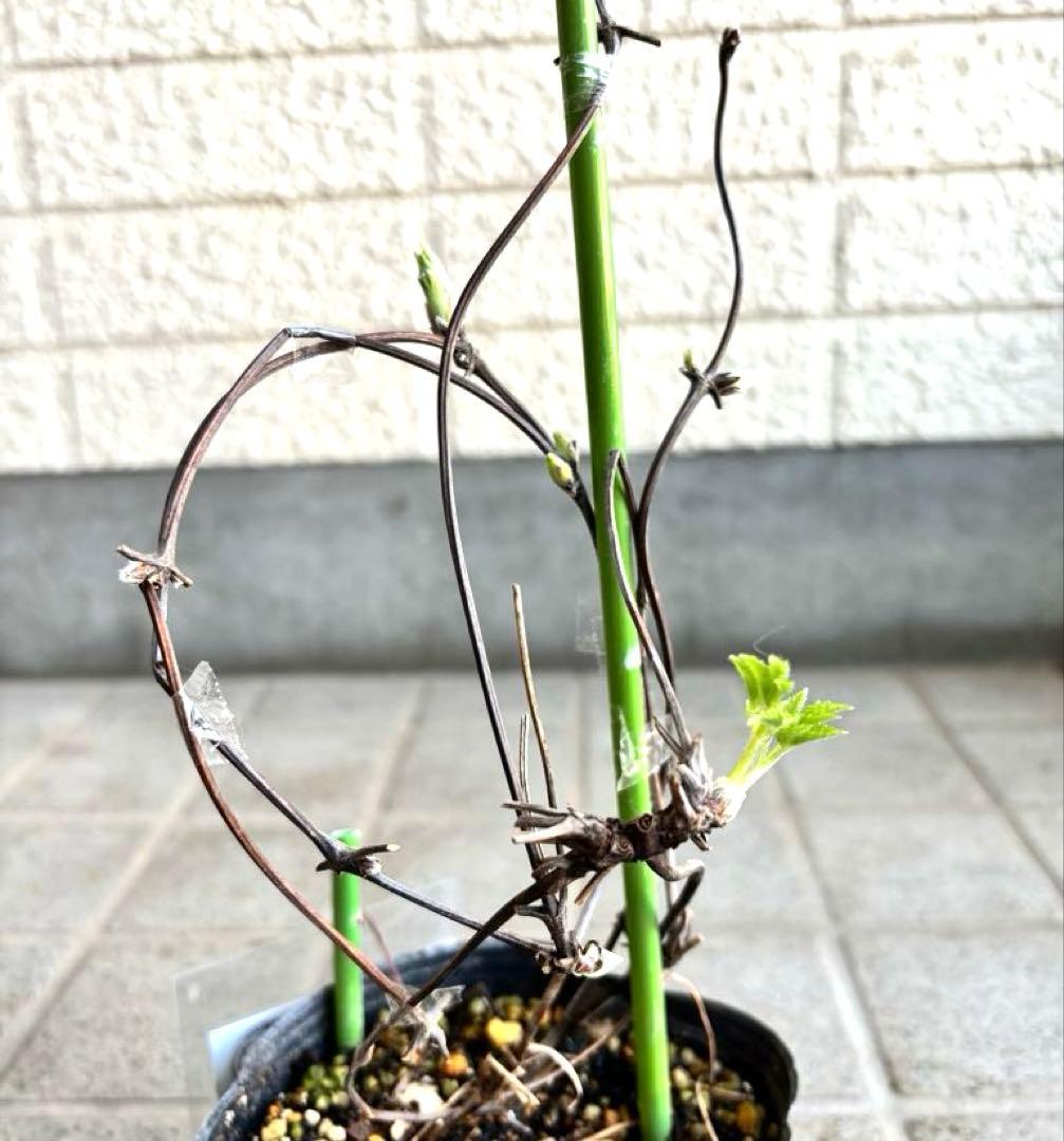 マクロペタラ　ウェッセルトン　苗　オベリスク　クレマチス苗　植物