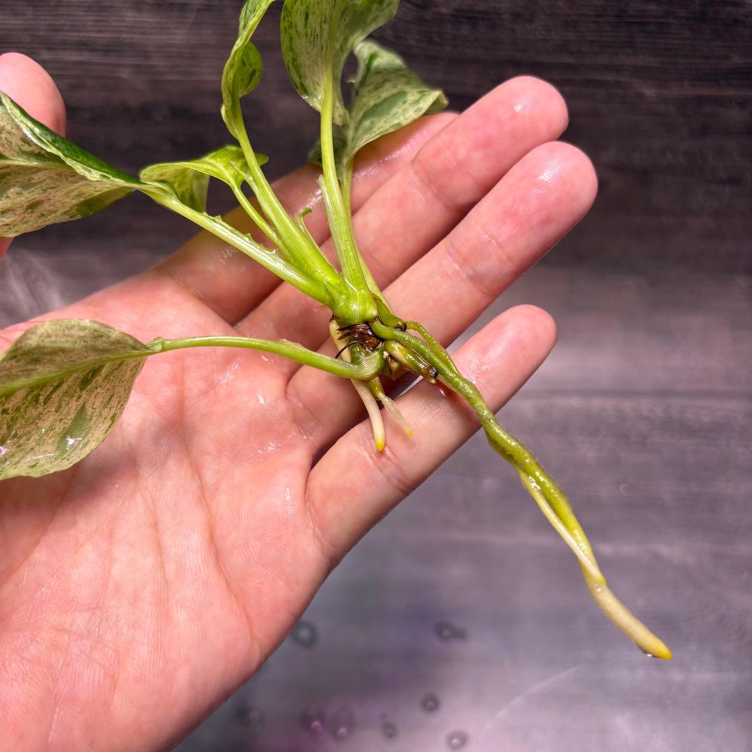その他観葉植物 Homalomena Sp. Variegated