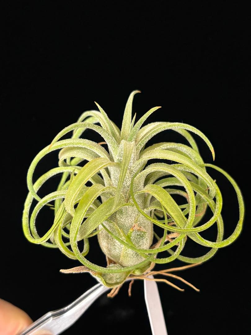 ブロメリア・エアープランツ Tillandsia Sitting Pretty x ionantha YCB