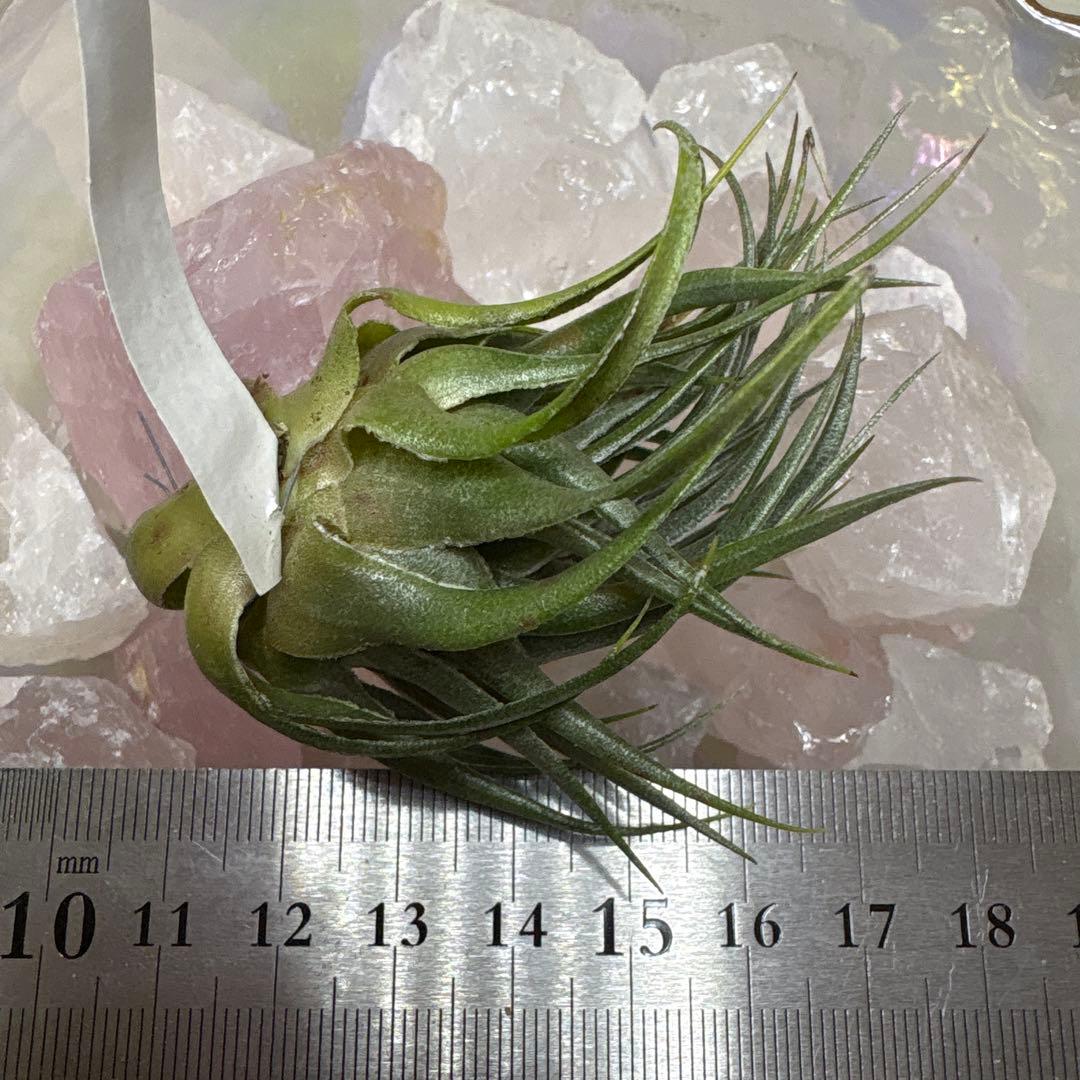 ブロメリア・エアープランツ Tillandsia kautskyi