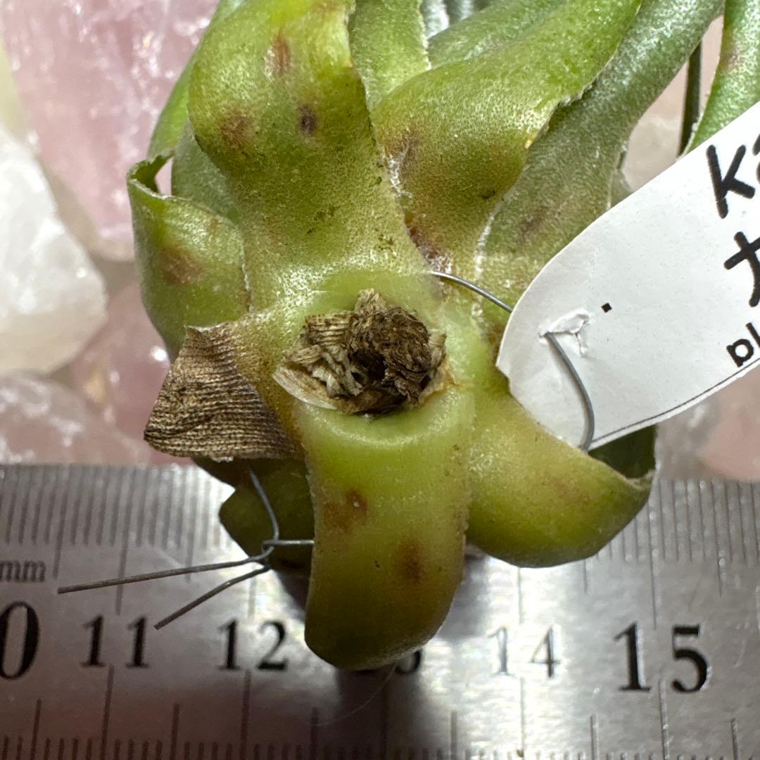 ブロメリア・エアープランツ Tillandsia kautskyi