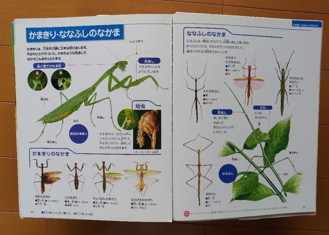 【さらに値下げ】フレーベル館の図鑑　MATURA ５冊セット 美品