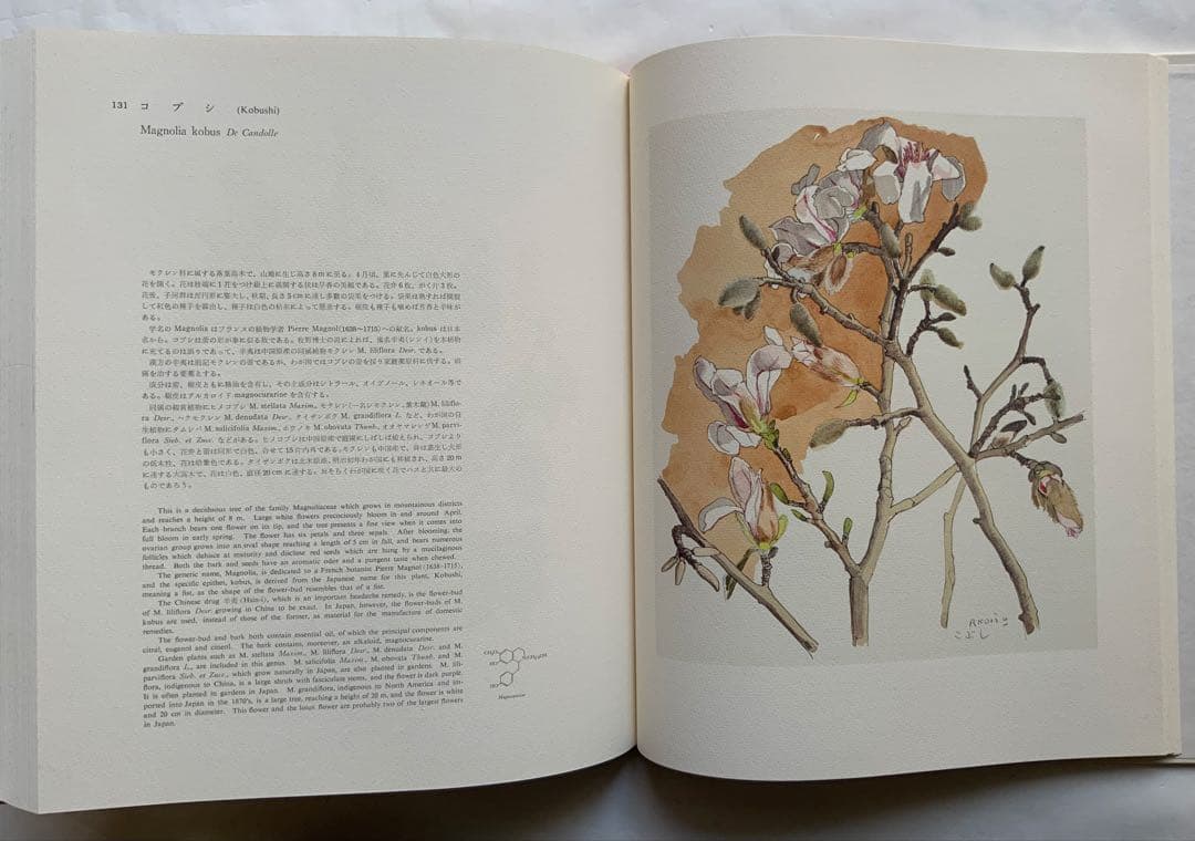 『薬用植物画譜』小磯良平文化勲章受賞記念　武田薬報表紙絵150点　刈米達夫　大型
