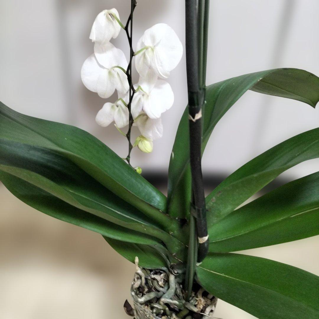 胡蝶蘭苗　大輪赤紫色リップ　特大株　3株