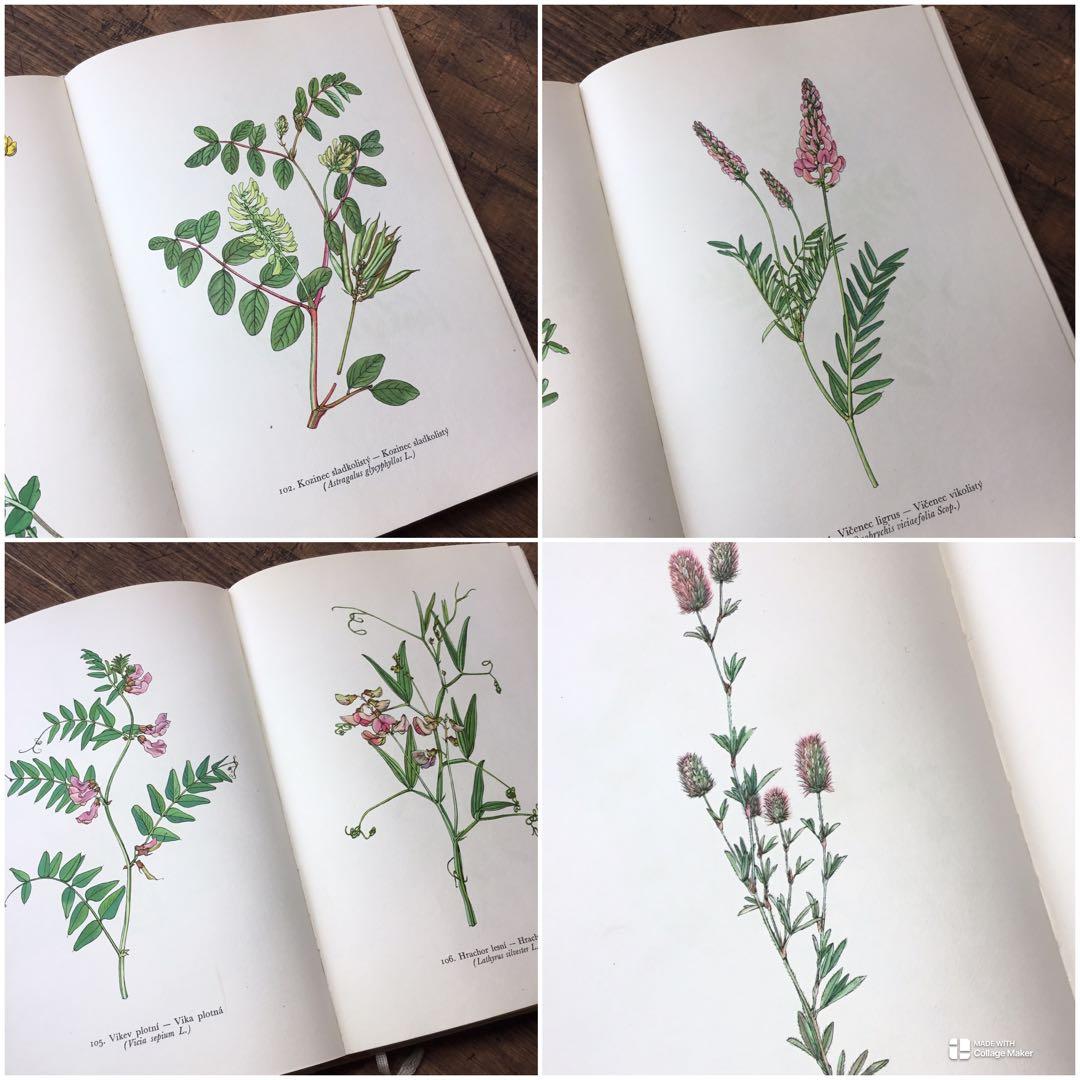 植物図鑑　洋書　チェコ植物図鑑　ボタニカルアート