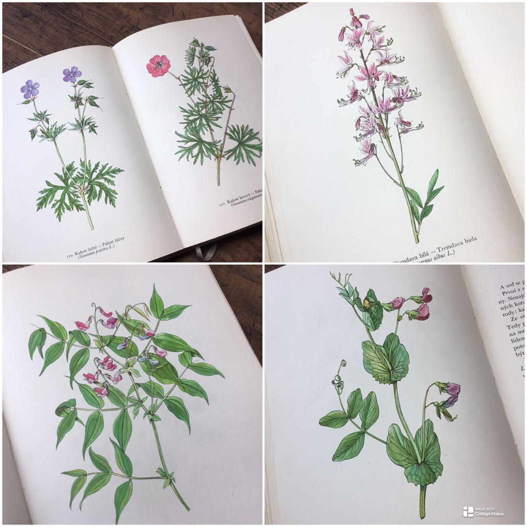 植物図鑑　洋書　チェコ植物図鑑　ボタニカルアート