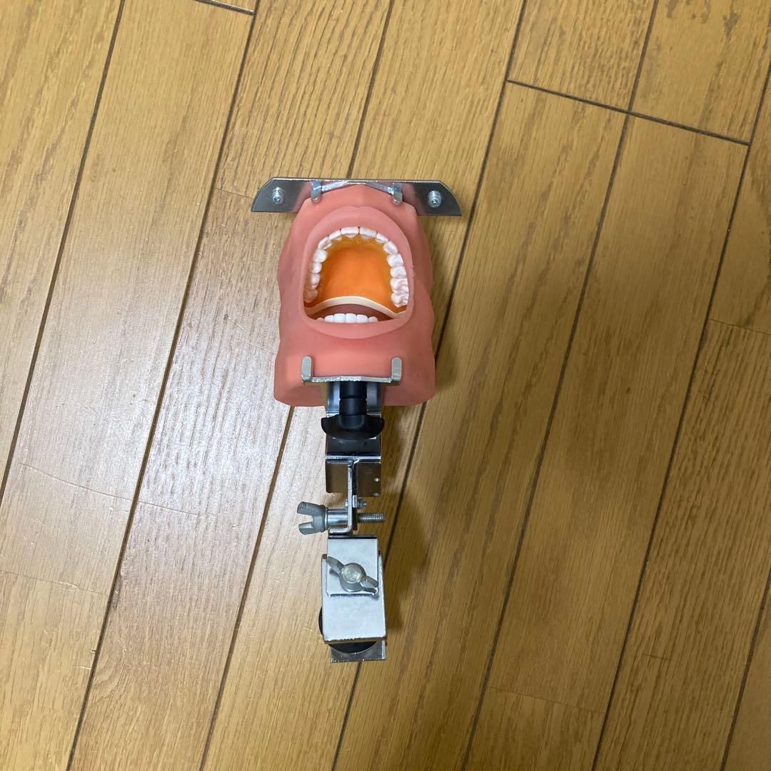 歯科 マネキン