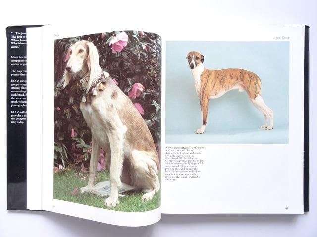 洋書◆犬の写真集 本