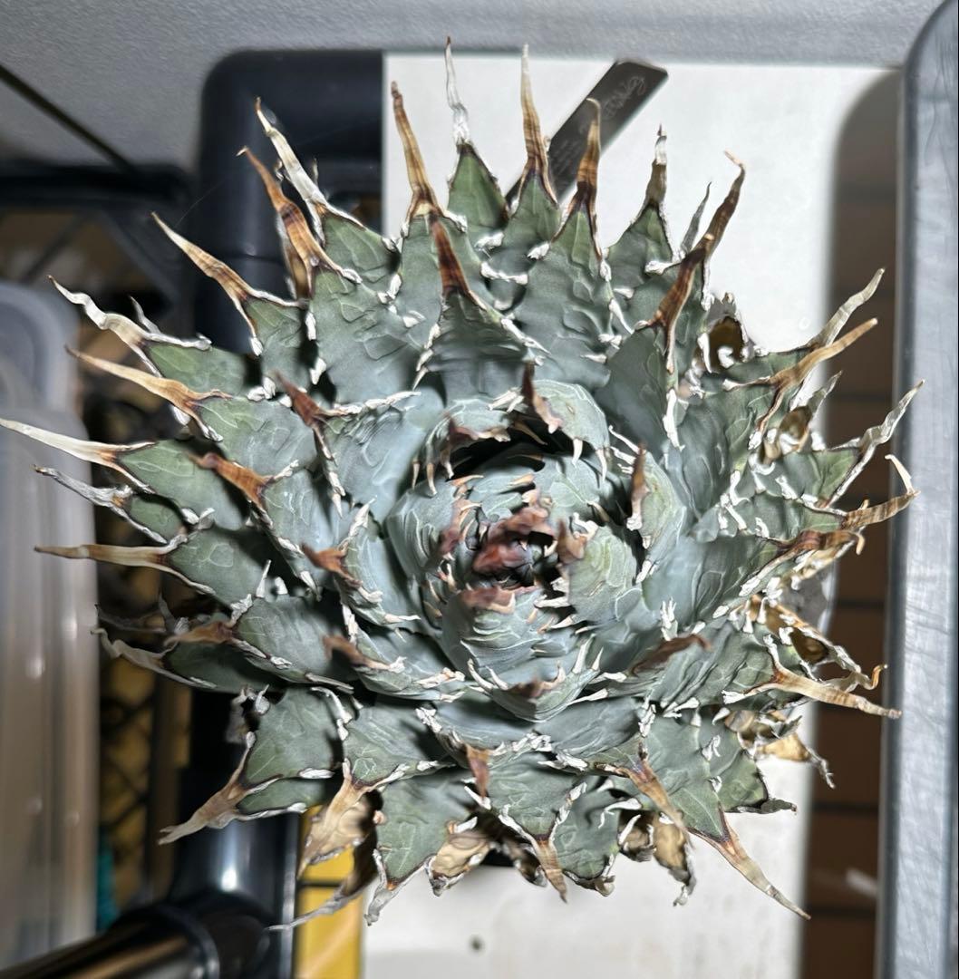アガベ　エボリスピナ　陽炎　発根済　現地株