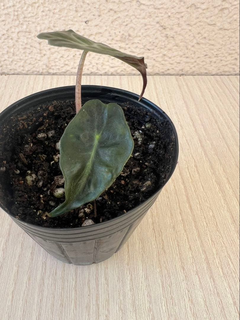 Alocasia Venom アロカシアヴェノム