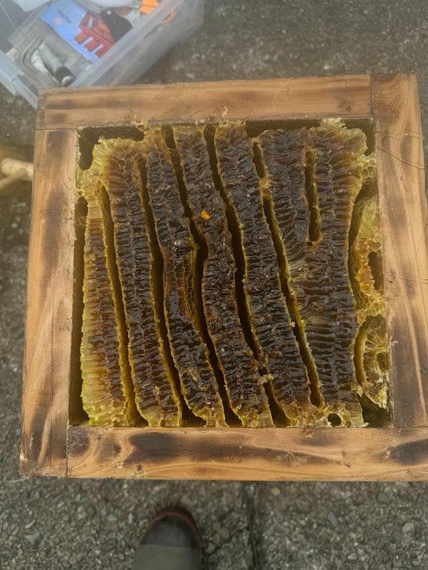 キンリョウヘン➕日本蜜蜂 重箱式巣箱4段➕スノコ➕誘引液