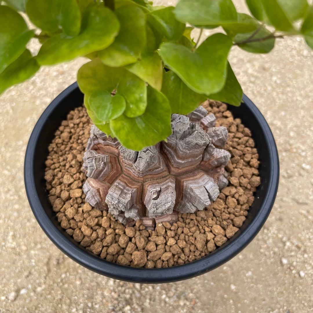 亀甲竜　4号鉢　良型　塊根植物