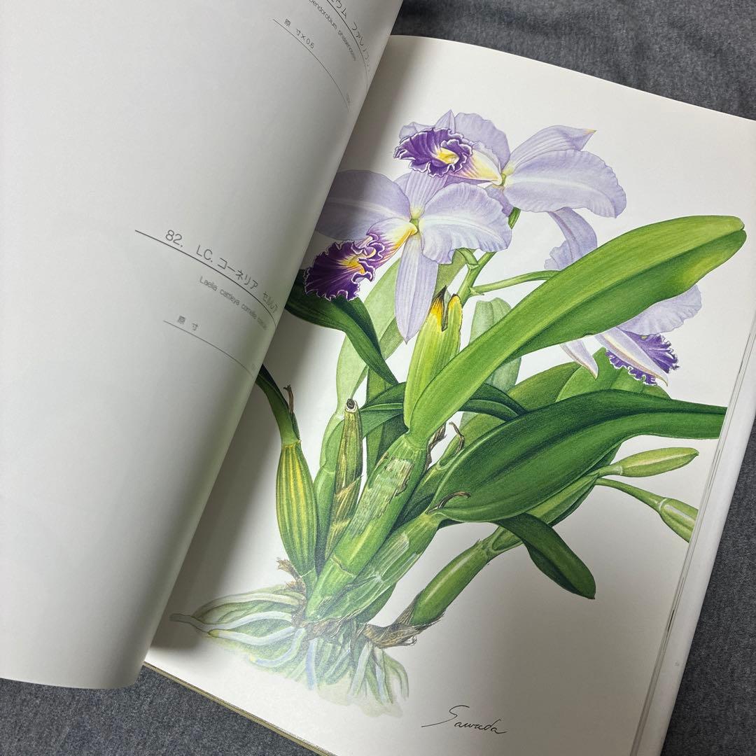 BOTANICAL ART KAHO SAWADA 大型本　定価1万2000円