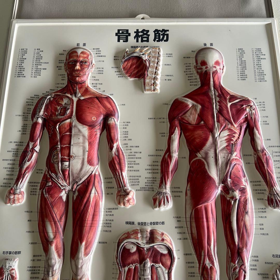 ［200675］骨格筋パネル模型 整体 学習用 インテリア 幅54×縦74cm