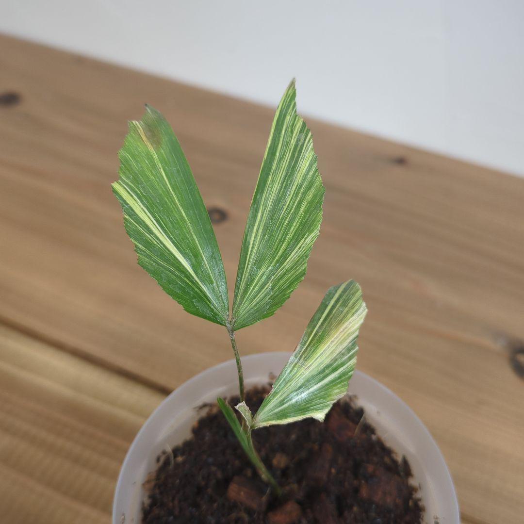 その他観葉植物 Caryota mitis variegated