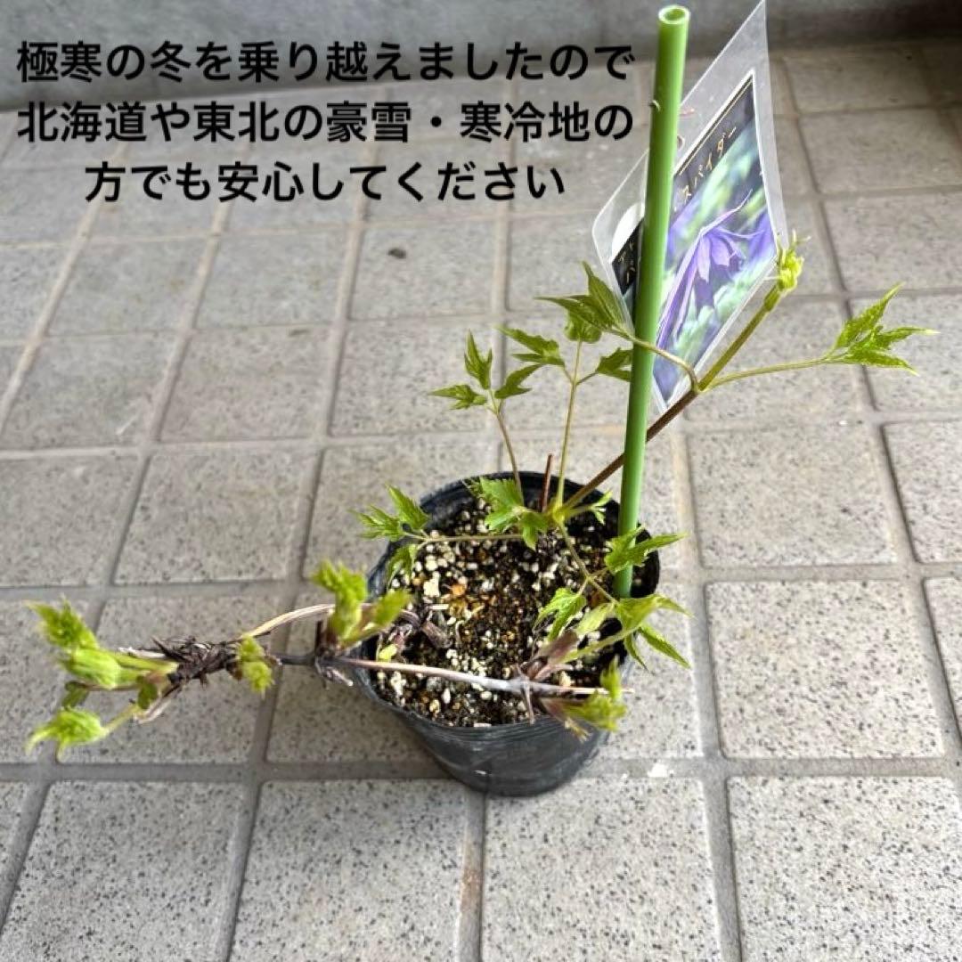 クレマチス　苗　パープルスパイダー　希少　今年咲きます❣️ アトラゲネ系
