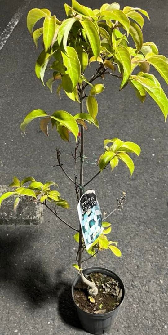 常緑ヤマボウシ　ホンコンエンシス月光 白クリーム色の花 紅葉 赤い実 約105㌢