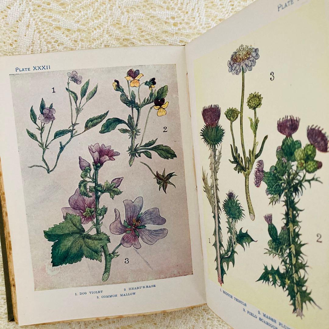 洋書　古書　アンティーク　イギリスの植物図鑑　美しいカラー図版48点♡