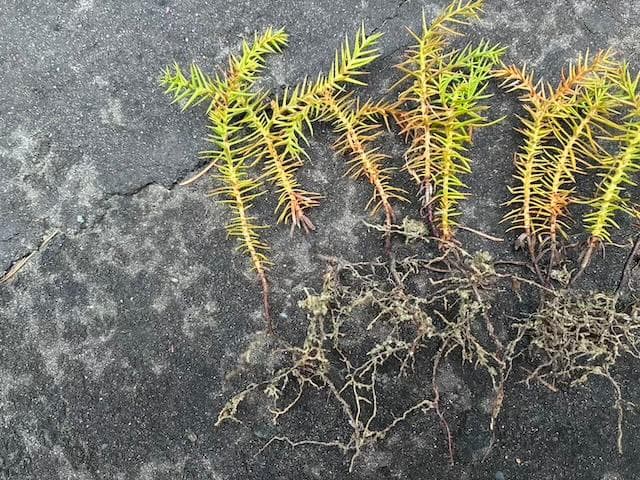杉の苗木50本/杉の苗/杉/幼木/盆栽/地植え/お庭/庭木/観葉植物/苗/苗木