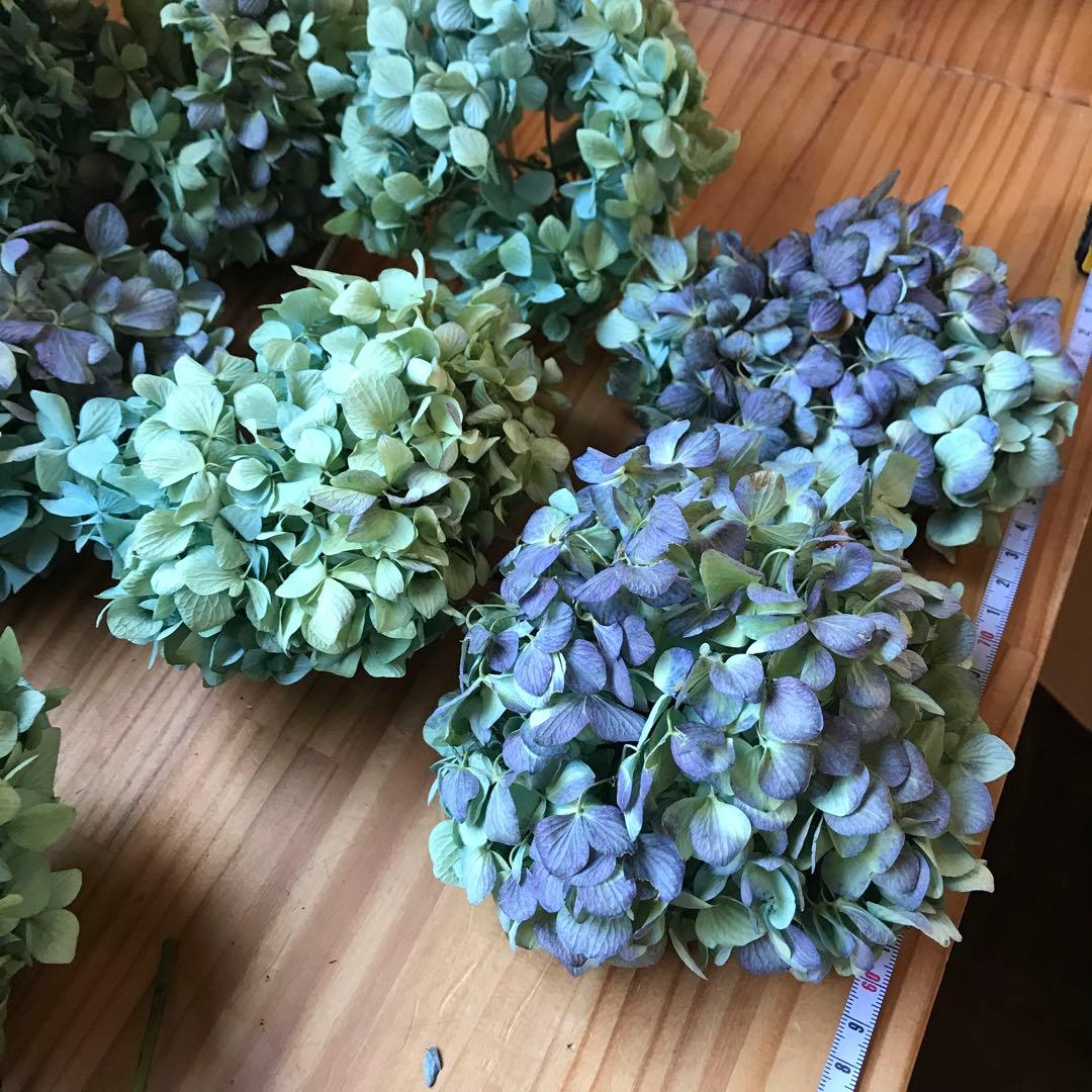 紫陽花ドライフラワー 平置き 80×45 E6 北海道産
