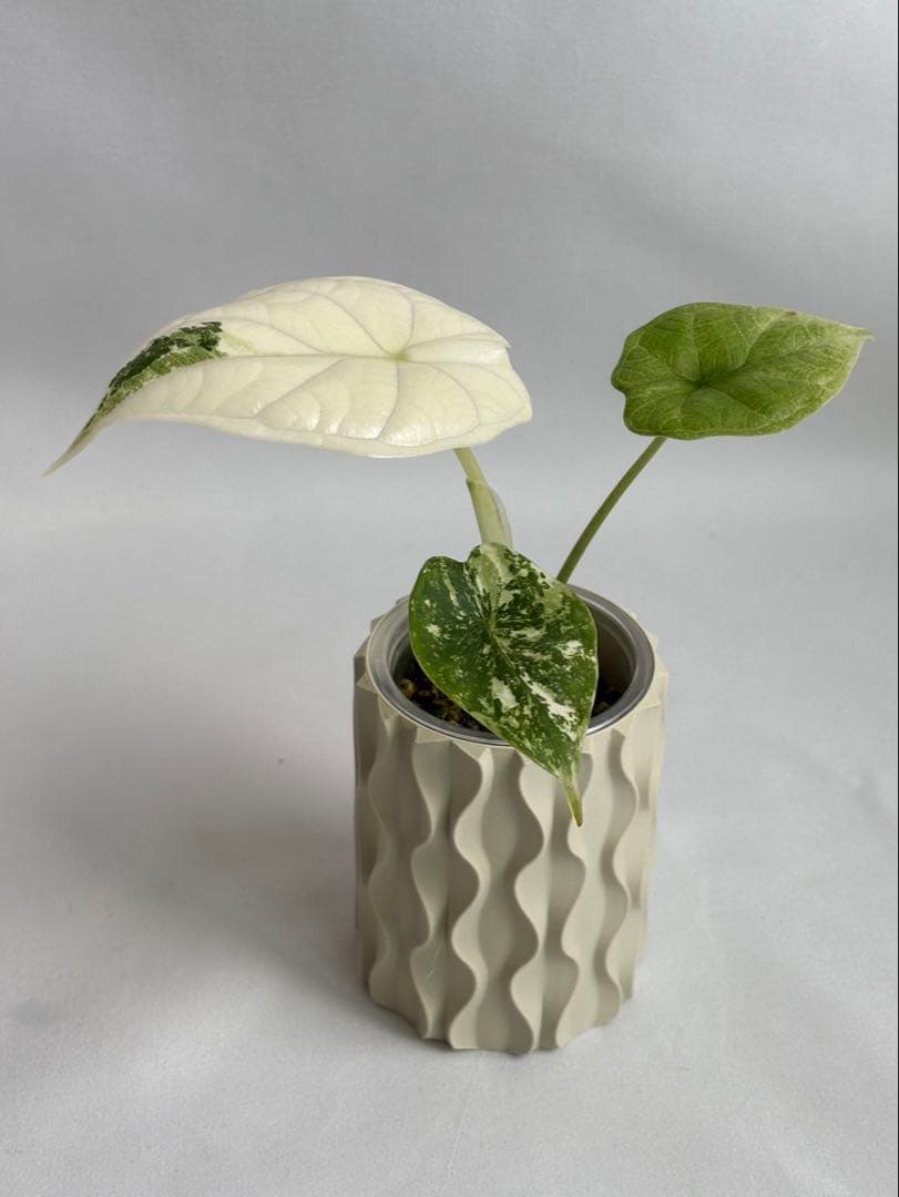 Alocasia Dragon Scale Variegata 【0】