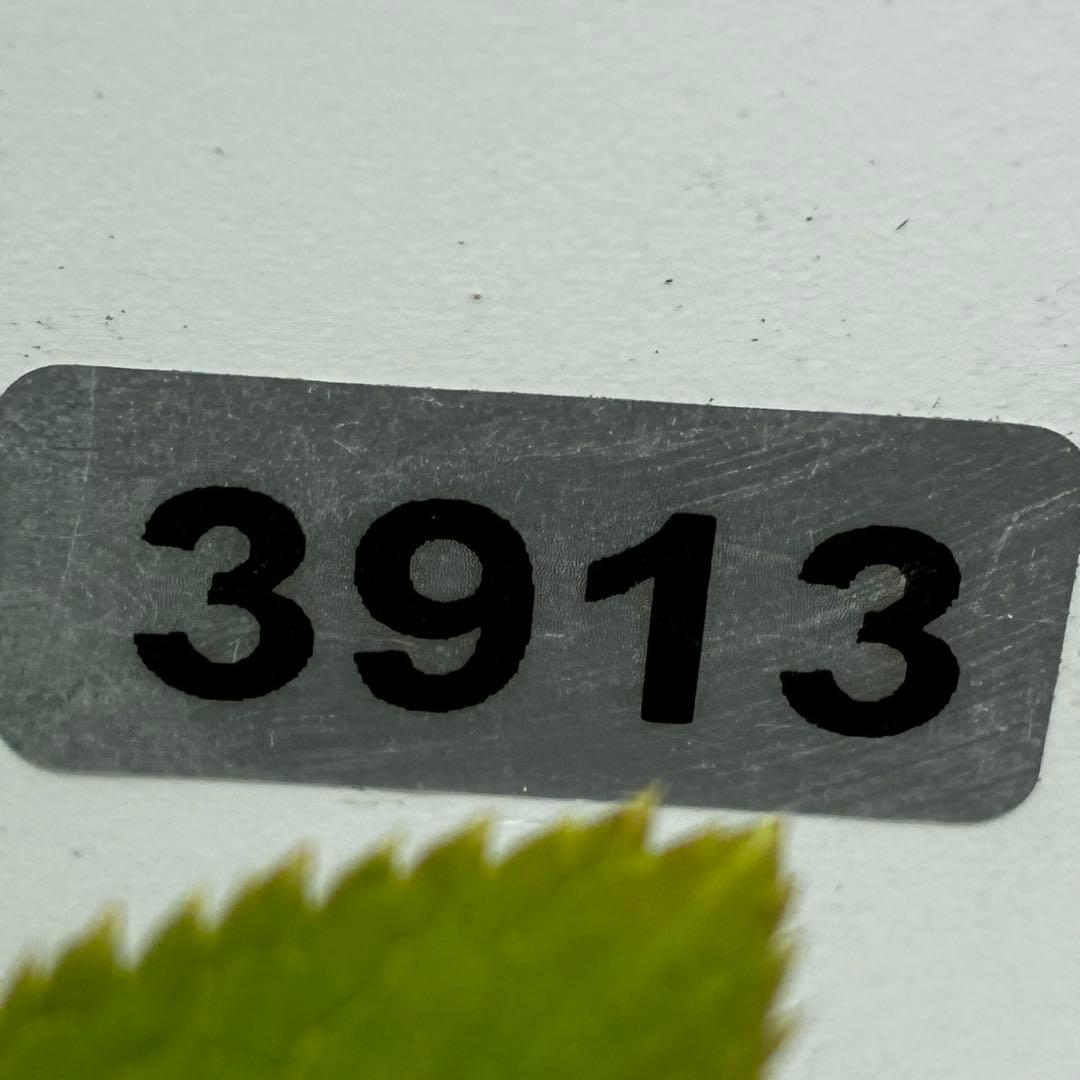 3913☘️2年間管理株☘️限定一株☘️直筆タグ付き☘️超希少☘️⭐️WM原生地採取⭐