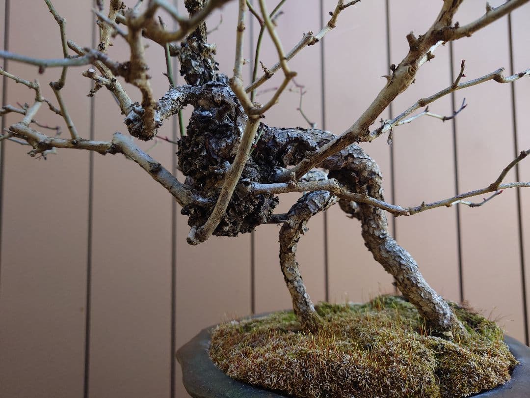 盆栽　野バラ　樹高42cm
