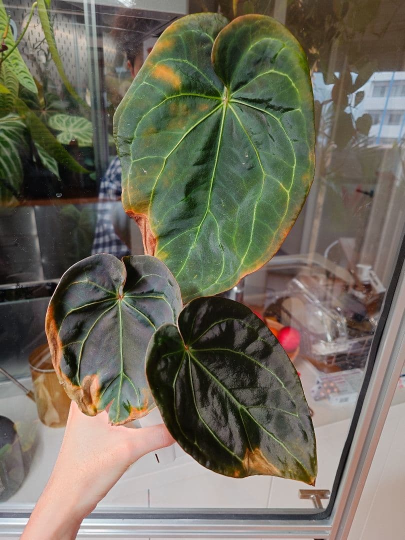 確認用　Anthurium AOS x Thai Magnificum