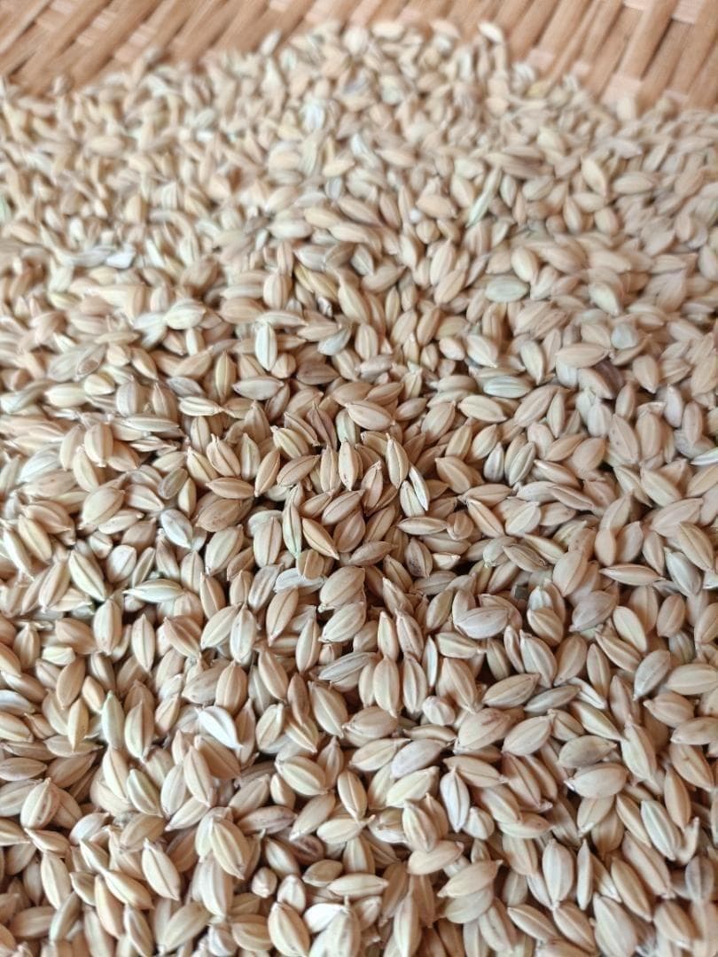 農薬不使用　7年産　ハッピーヒル（うるち）籾　2kg　種籾　陸稲