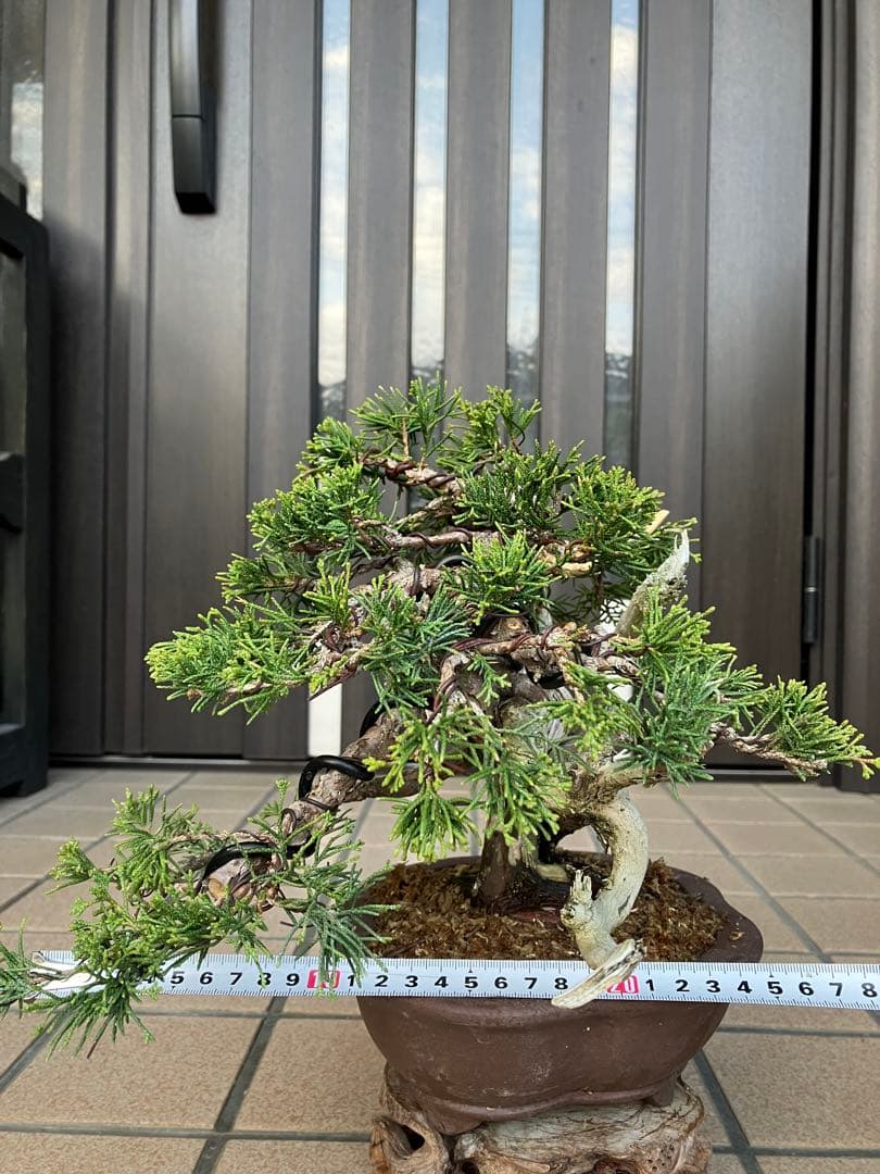◉真柏糸魚川　超極太　極上品 究極の逸品！　★大幅値下げ日曜日まで早いもの勝ち