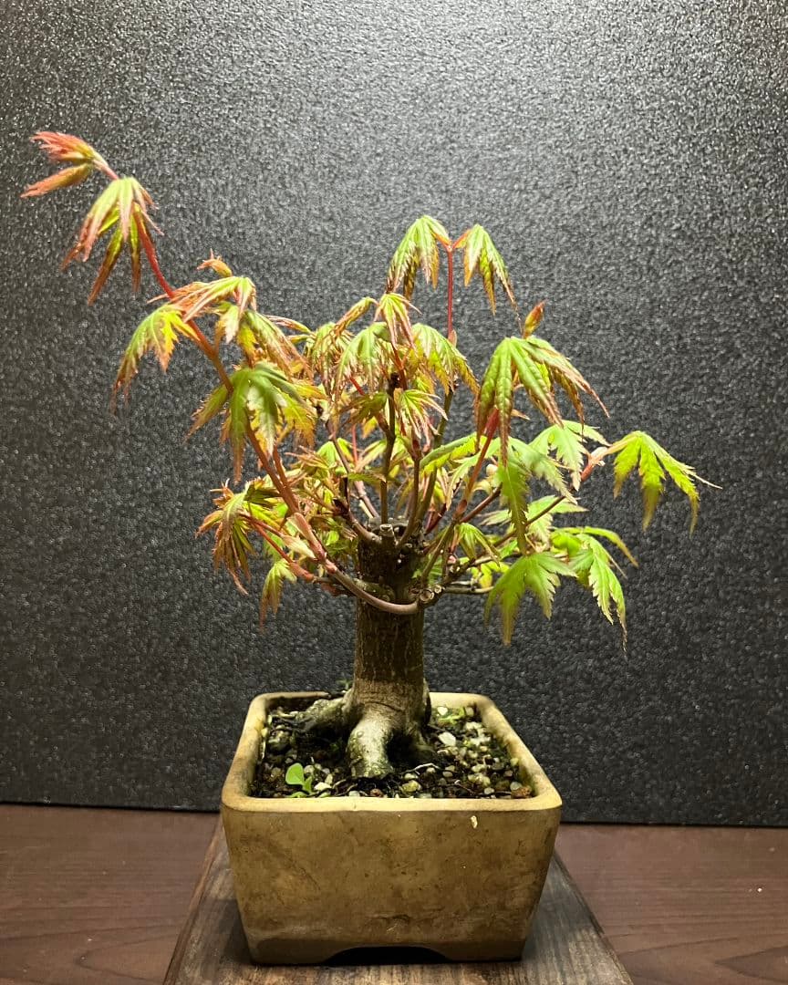 山紅葉ミニ盆栽、根張り良し！
