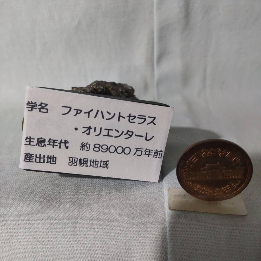 北海道アンモナイト化石標本　正常巻２点＋自由巻３点＋解説資料４点