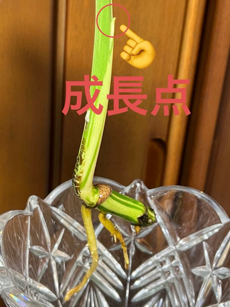 勇*二様 斑入りモンステラデリショーサミント