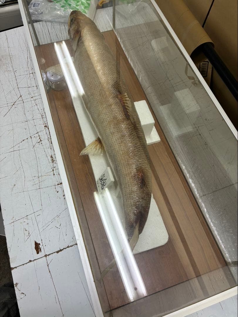 イトウ 剥製 魚