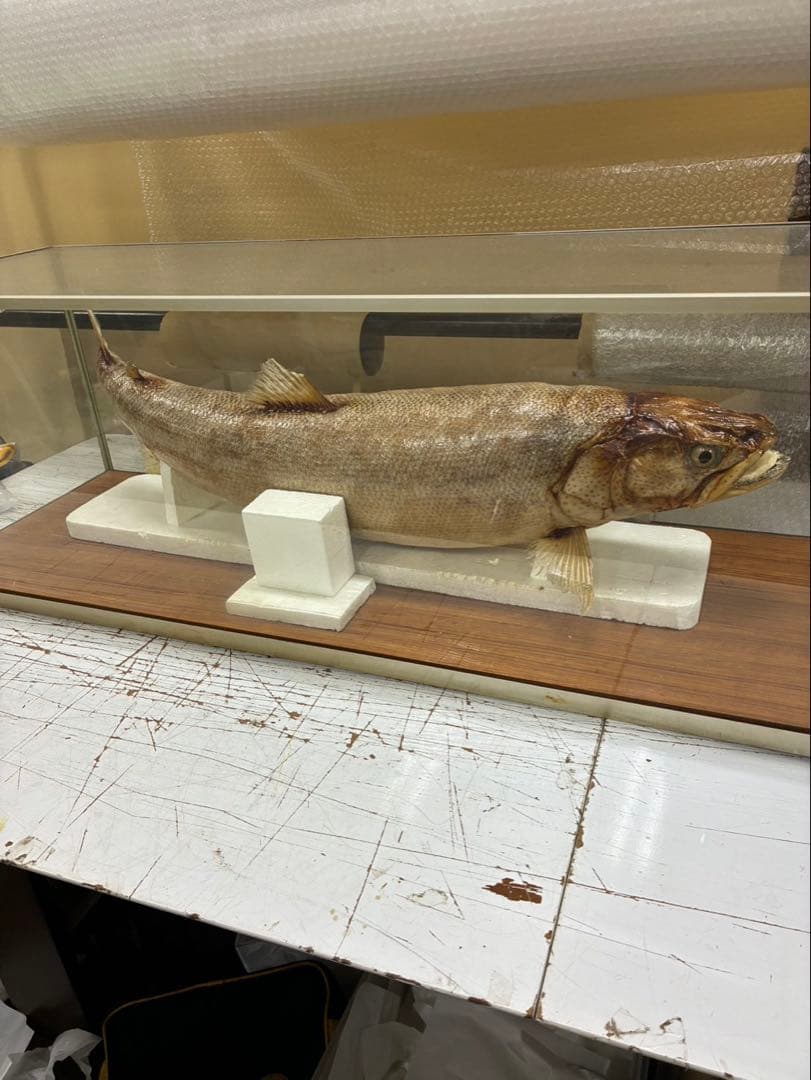 イトウ 剥製 魚