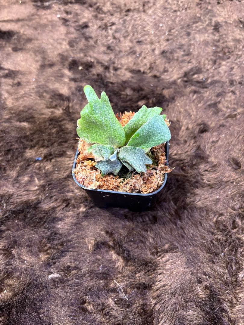 ビカクシダ P.willinckii calm sporeling